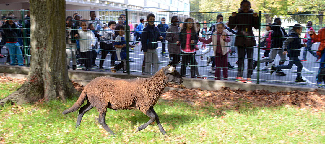 moutons2
