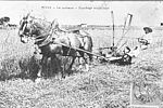 La moisson à Vitry-sur-Seine au début du XXe Siècle. © Archives municipales