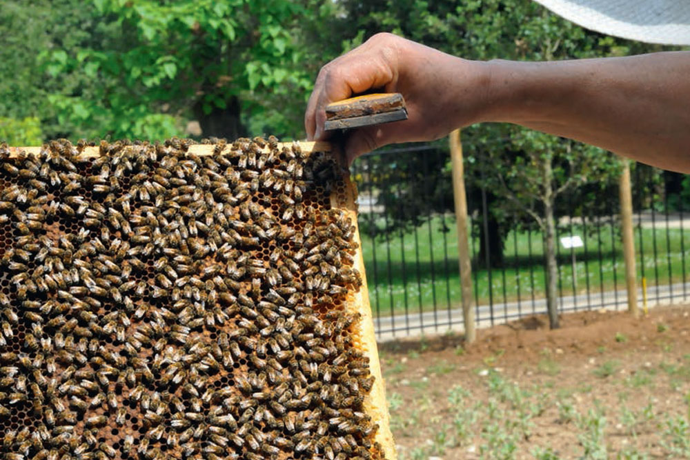 6 rûchers sont installés au parc du Coteau-Marcel-Rosette. Apidays 2014, rendez-vous au parc du coteau Marcel-Rosette, à la découverte de l'apiculture.