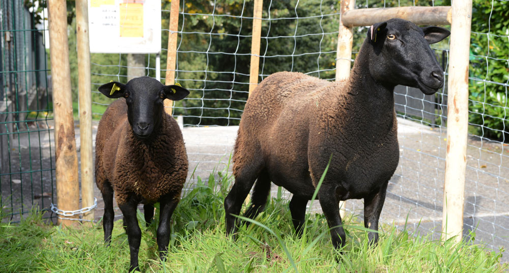moutons
